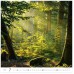 forest h171 007